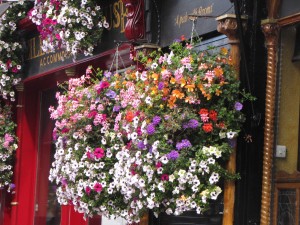 ireland - flowers