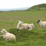 ireland - sheep