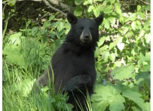 harper - Bear at attention