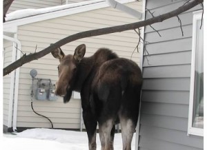 harper -moose by front door