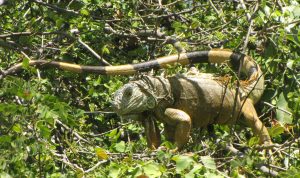 iguana 5S