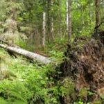 tree-down
