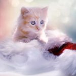 christmas-kitten